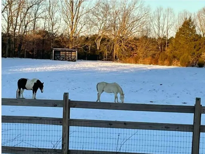 What Why Are They So Tiny!?