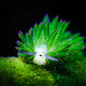 BoredLittleLeafSheep
