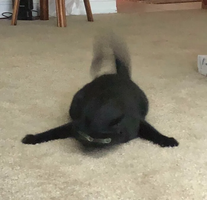 35 Times Cats Were Too Fast For The Camera And It Resulted In These Hilarious Blurry Pics