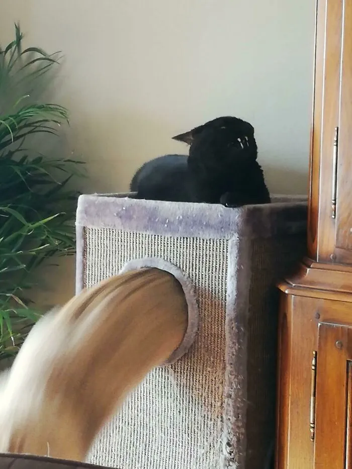 35 Times Cats Were Too Fast For The Camera And It Resulted In These Hilarious Blurry Pics