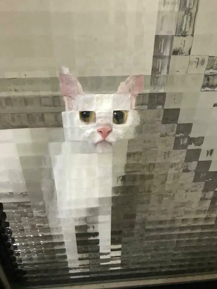 35 Times Cats Were Too Fast For The Camera And It Resulted In These Hilarious Blurry Pics