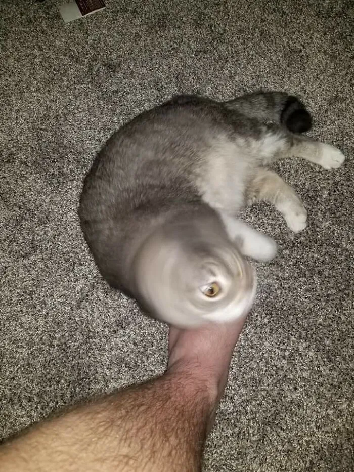 35 Times Cats Were Too Fast For The Camera And It Resulted In These Hilarious Blurry Pics
