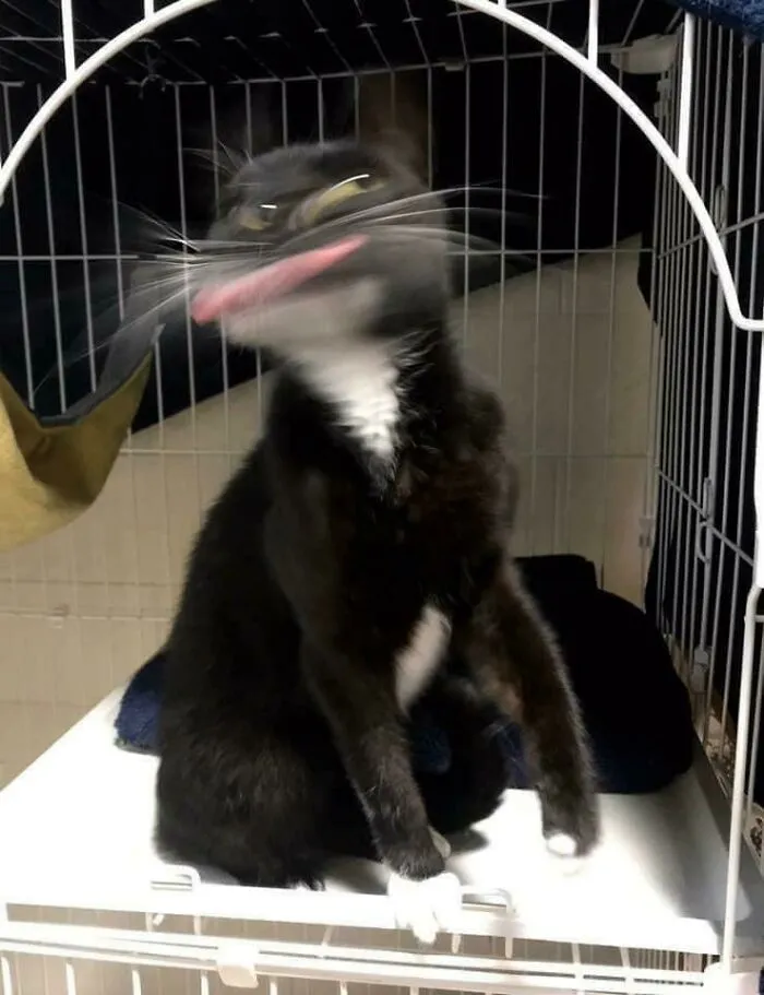 35 Times Cats Were Too Fast For The Camera And It Resulted In These Hilarious Blurry Pics