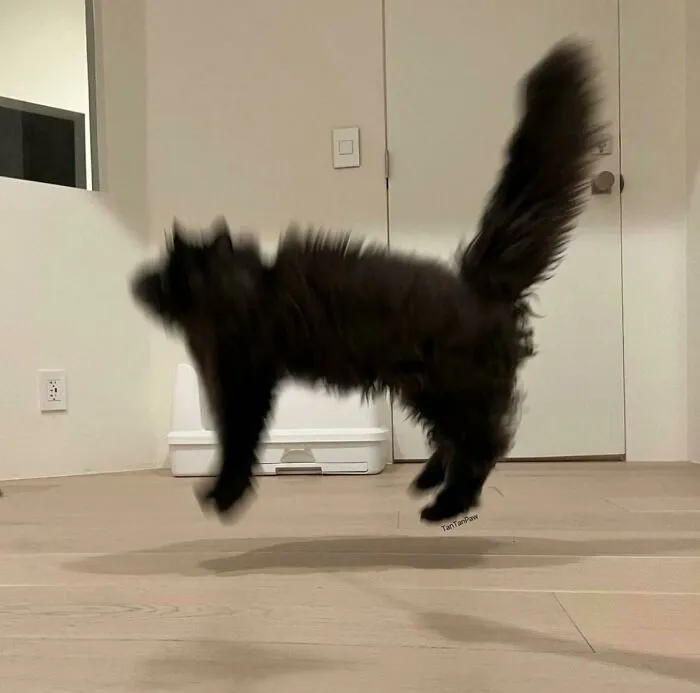 35 Times Cats Were Too Fast For The Camera And It Resulted In These Hilarious Blurry Pics