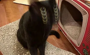 35 Times Cats Were Too Fast For The Camera And It Resulted In These Hilarious Blurry Pics