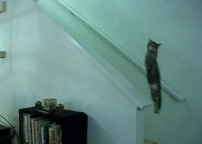 35 Times Cats Were Too Fast For The Camera And It Resulted In These Hilarious Blurry Pics