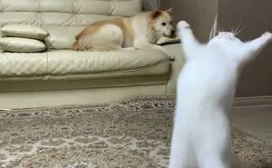 35 Times Cats Were Too Fast For The Camera And It Resulted In These Hilarious Blurry Pics