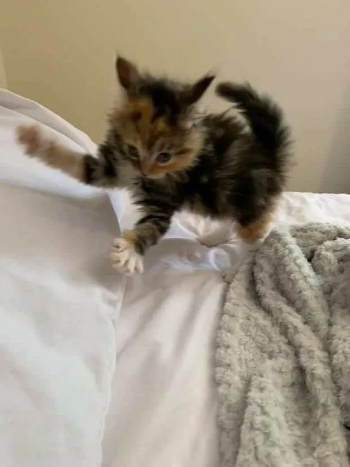 35 Times Cats Were Too Fast For The Camera And It Resulted In These Hilarious Blurry Pics