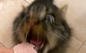 35 Times Cats Were Too Fast For The Camera And It Resulted In These Hilarious Blurry Pics