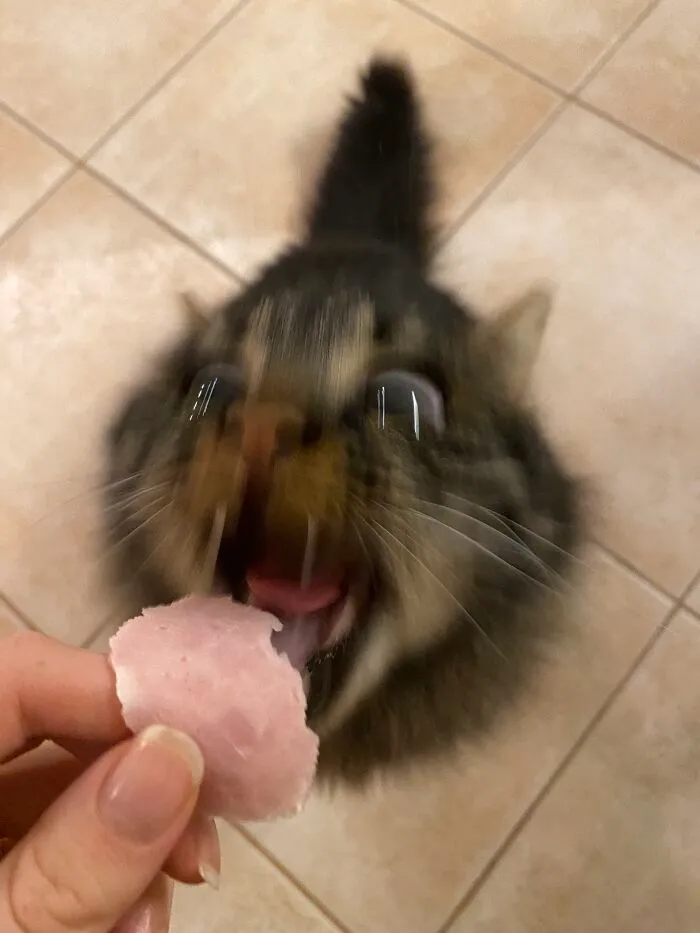 Funny-Blurry-Pictures-Of-Cats