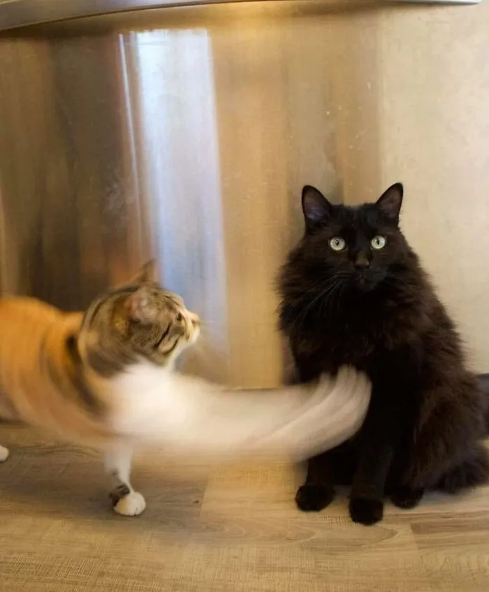 35 Times Cats Were Too Fast For The Camera And It Resulted In These Hilarious Blurry Pics