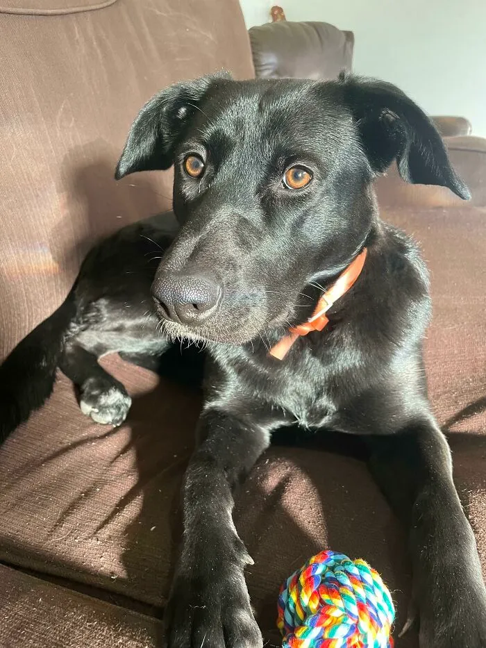 Mixed Breed