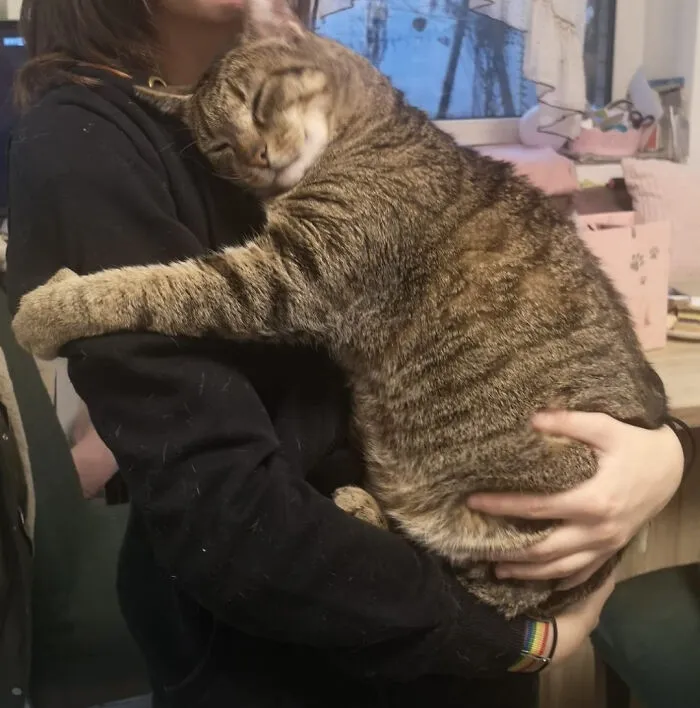 My Aunts Cat Everytime I Pick Him Up