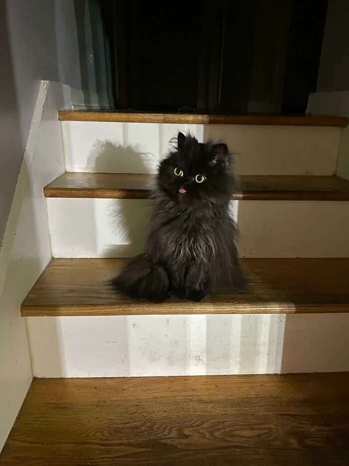  Tenía la sensación de que alguien me miraba así que lo chequeé y vi que esta criatura me observaba desde la otra punta de la habitación