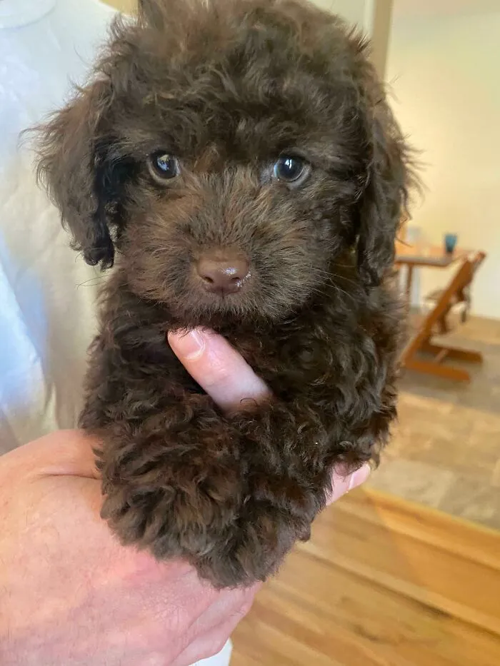 Curly-haired brown puppy with bright eyes being gently held indoors, one of the cutest dogs ever in a cozy home setting.