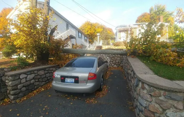 Tree Fell And This Is Now The Luckiest Guy In Town This Morning