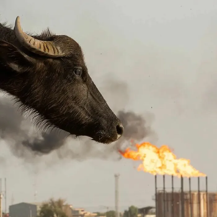 A Selection Of The Most Striking Images Of The Animal Kingdom For A Bit Of Entertainment And Giggles (30 New Pics)