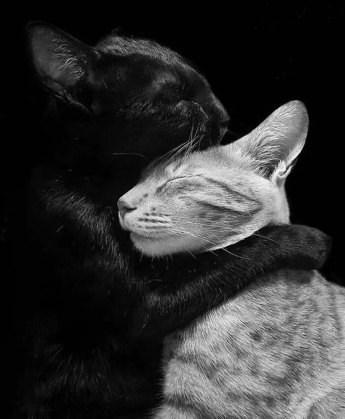 A Selection Of The Most Striking Images Of The Animal Kingdom For A Bit Of Entertainment And Giggles (30 New Pics)