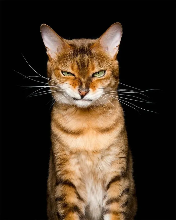 A Selection Of The Most Striking Images Of The Animal Kingdom For A Bit Of Entertainment And Giggles (30 New Pics)