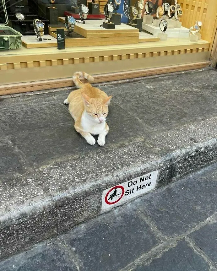 Fuck The System