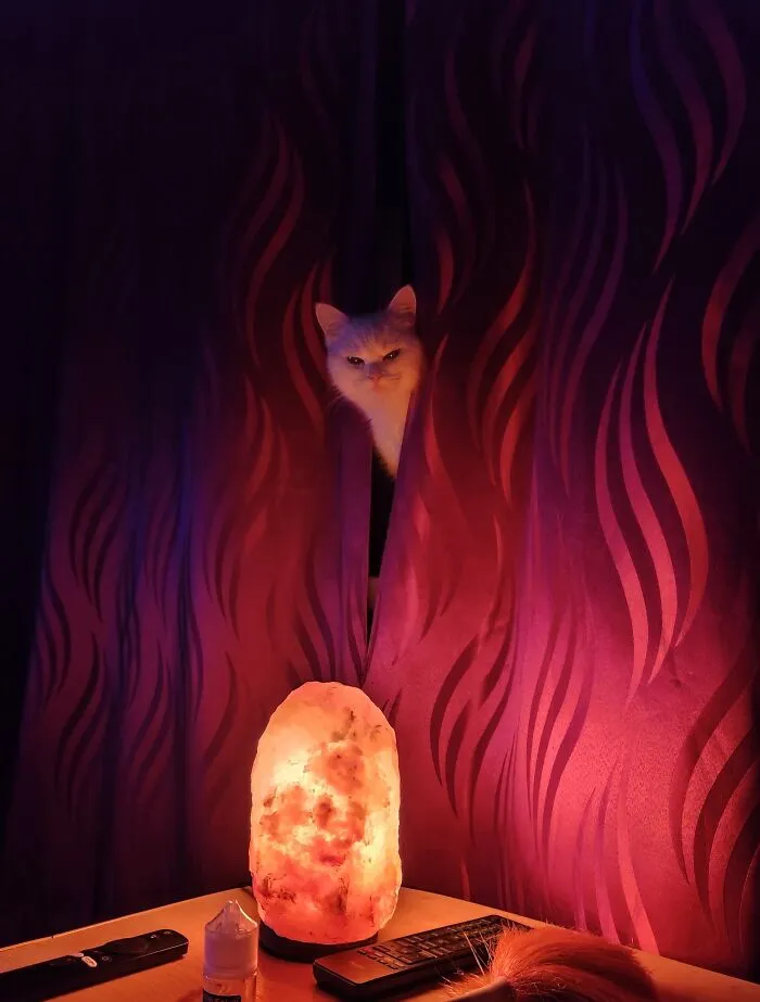 My Magic Cat