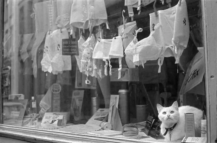 A Selection Of The Most Striking Images Of The Animal Kingdom For A Bit Of Entertainment And Giggles (30 New Pics)
