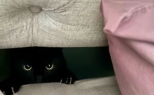 50 Times Cats Did Such Hilarious And Weird Things, Their Owners Just Had To Share The Pics Online (New Pics)