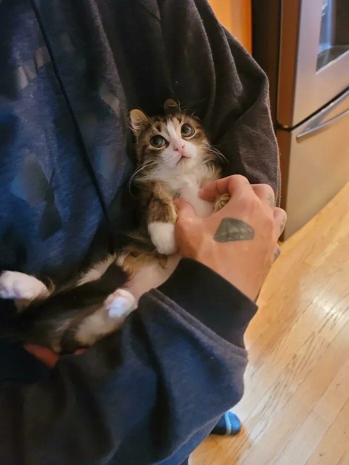 Esta es una gata que mi suegra tiene en tránsito, tengo muchas ganas de adoptarla