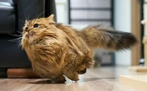 50 Times Cats Did Such Hilarious And Weird Things, Their Owners Just Had To Share The Pics Online (New Pics)