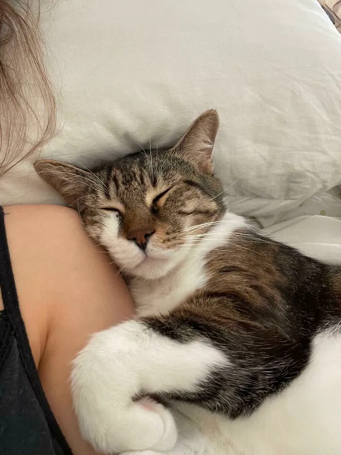 A veces, me siento realmente convencida de que él es un humano dentro del cuerpo de un gato
