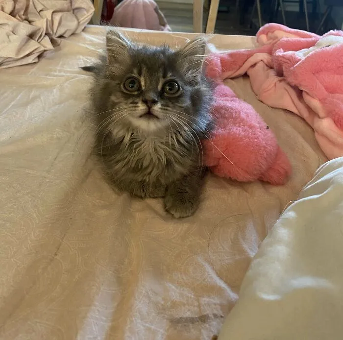 Mi esposa trajo una gata sin decírmelo, supongo que me la quedaré