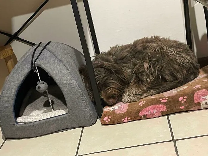 My Cat Passed Away A Couple Weeks Ago And My Dog Now Sleeps Next To His Bed And Stares At His Tower… Sometimes She Whines While Staring At It… Does She Miss Him? Or Am I Just Crazy? They Were Really Really Close