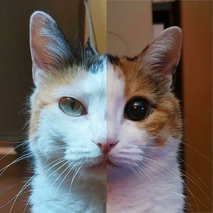 Los ojos de Mia de día y a la noche