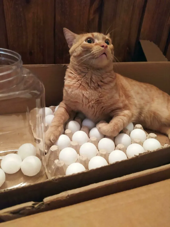 Siempre quiere acostarse sobre los huevos, así que ponemos pelotas de ping pong en el cartón
