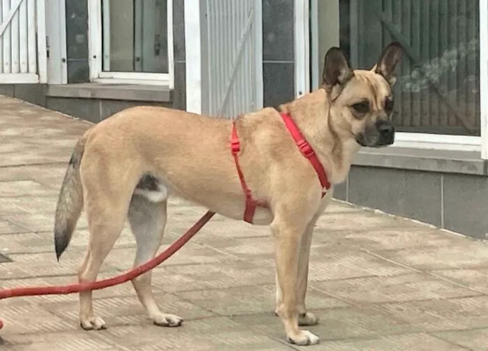 He visto un carlino de raza que puede respirar correctamente