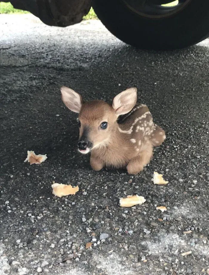 Baby Deer... So Tiny