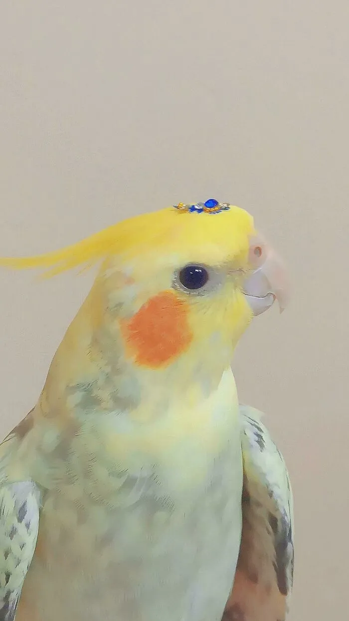 Loro adorable con plumaje amarillo y mejillas naranjas, uno de los animales adorables para alegrarte el día.
