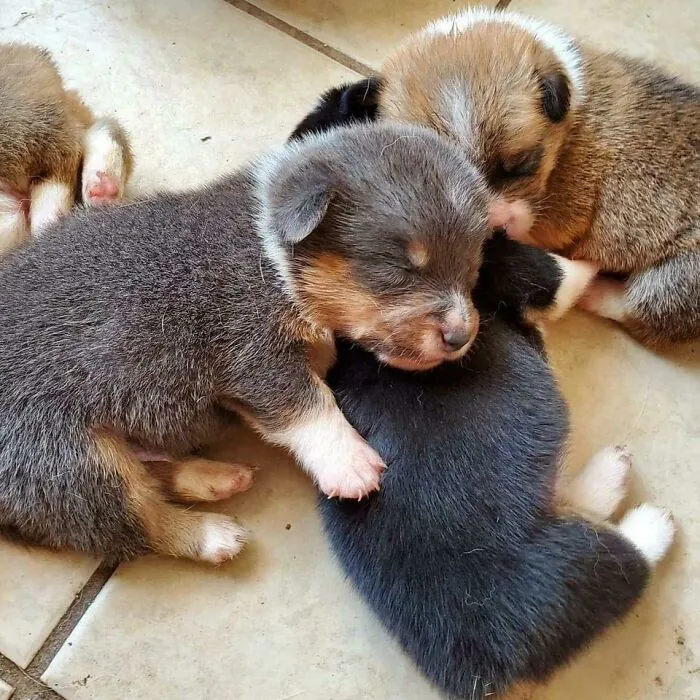 I'm A Pillow Now
