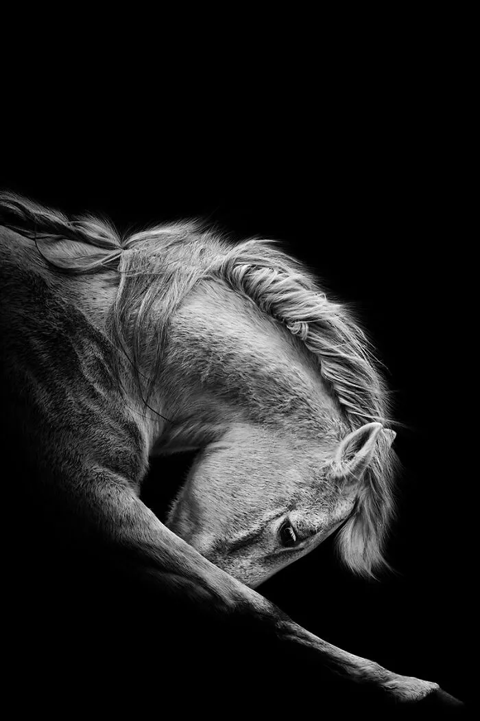 2nd Place 2022 Nature, "Horsescapes"