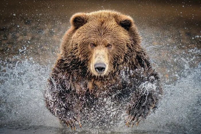 Gold 2022 Nature / Wildlife, "Anger"