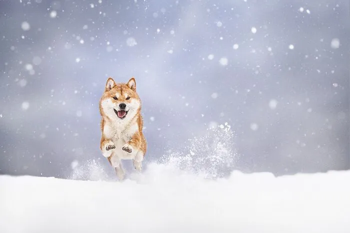 Silver 2022 Nature / Pets, "Jump In The Snow II"
