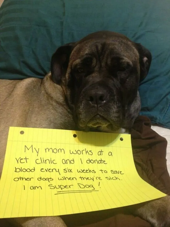 Super Dog For Sure
