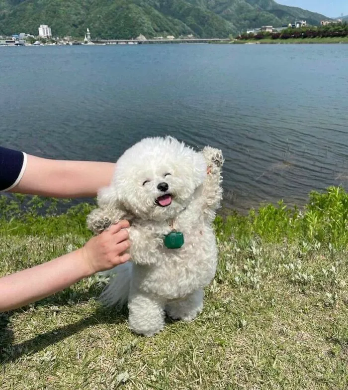 I Found This Picture A While Ago. Idk Why But It Just Fills Me Up With Joy. The Dog Is So Happy