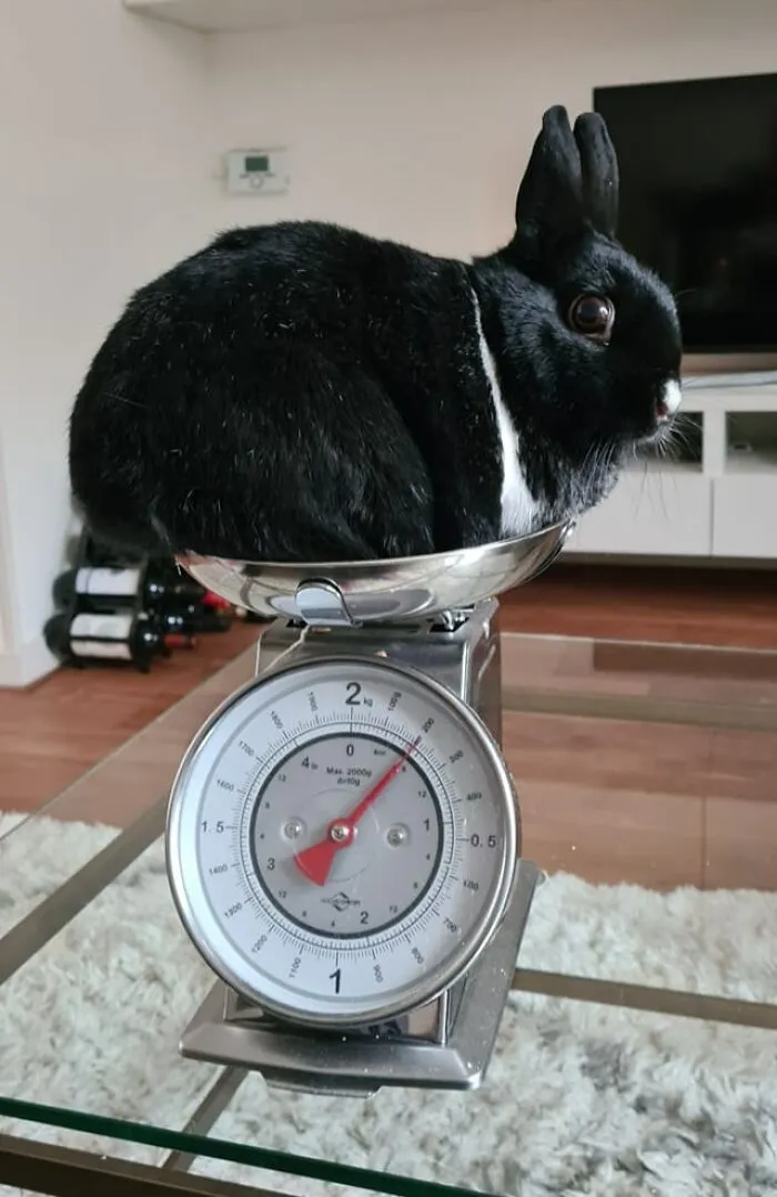 This Arsehole Steels All The Food From Her Buddy, And Refuses To Lose Weight. She Was Not Amused That We Had To Weigh Her