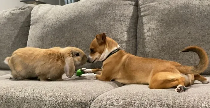 They Get Along Sooo Well !!! And The Pup Is A Living Vacuum Cleaner! I Have To Stop Her Eating All The Arseholes Droppings!