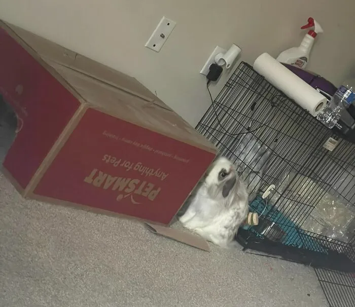 I Think Someone Is Plotting My Death