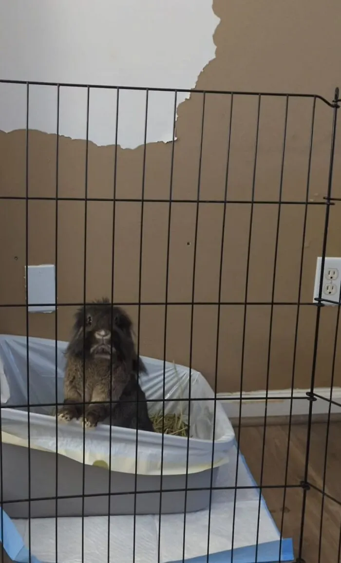 She Only Rips Pieces From The Wall And Litters Them On The Floor, She Does Not Eat Them. She, Along With Her Husbun Teddy, Choose Destruction Over Any Toy Or Bunny Treat Offered