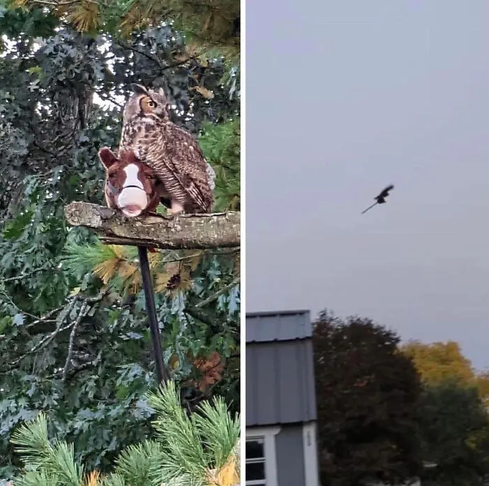 This Owl Captured Child's Hobby Horse And Carries It Around The Town