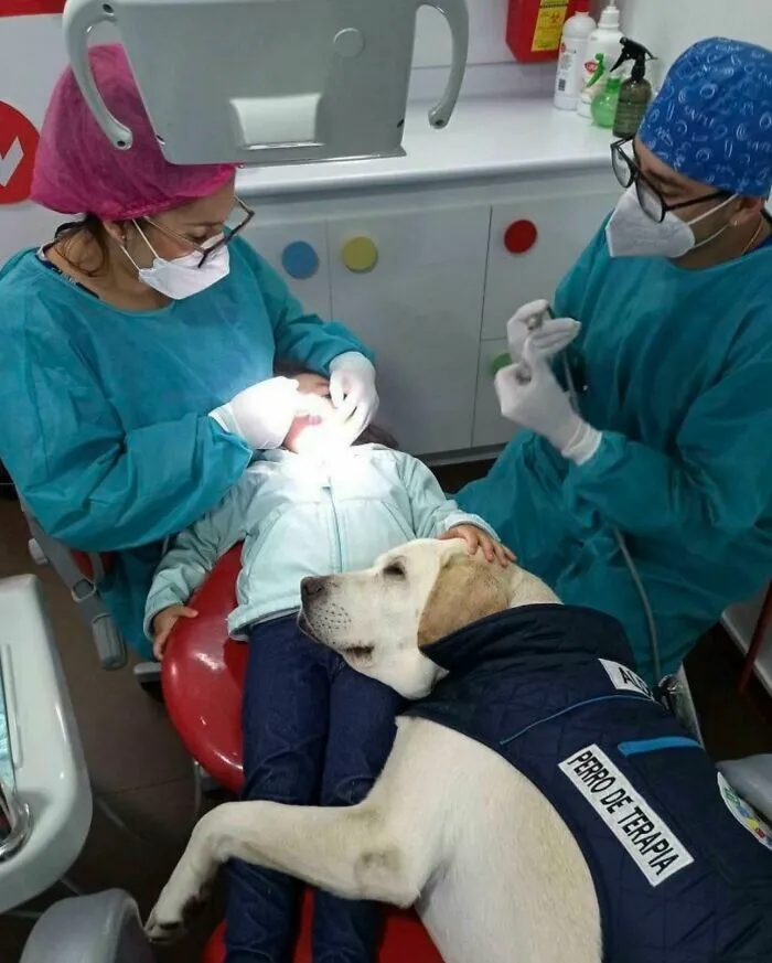 No tiene precio el dulce perro de apoyo que consuela a los niños en el dentista