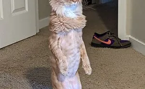 50 Times Cats Did Such Hilarious And Weird Things, Their Owners Just Had To Share The Pics Online (New Pics)